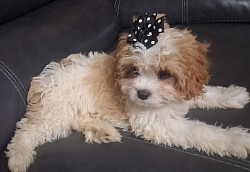 MADISON TOY CAVAPOO