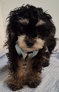 Jazz Toy Cavapoo