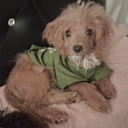 Gram-Cracker: Toy Cavapoo