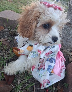 MADISON TOY CAVAPOO