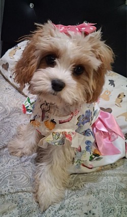 MADISON-MEDICINE TOY CAVAPOO
