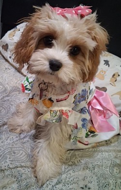 UNAVAILABLE TOY CAVAPOO