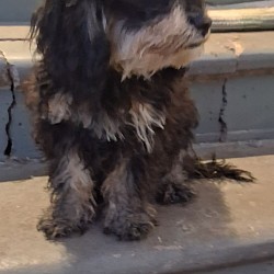 JAZZ-FEST          :Toy Cavapoo
