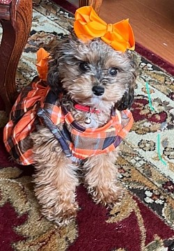 Janie T-CUP CAVAPOO with her new family